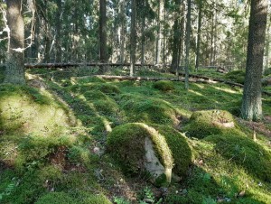 Metsän aistiretki