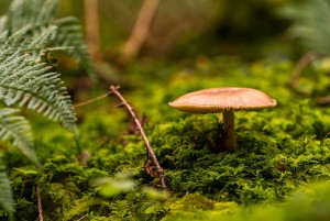 Lasten pakohuone - Satumetsä